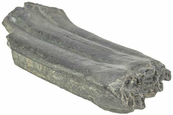 Pleistocene Aged Fossil Horse Tooth - South Carolina #213080